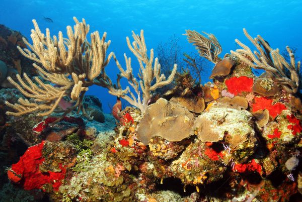 مرجان های رنگارنگ در برابر آب آبی کوزومل مکزیک