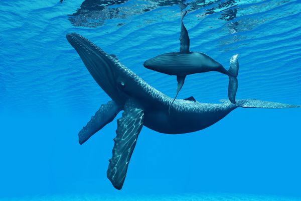 پیوند نهنگ گوژپشت