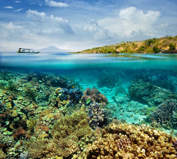 صخره مرجانی در جزیره منجانگان اندونزی