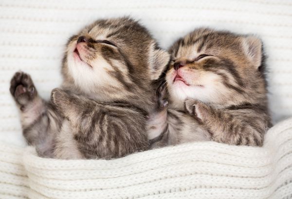 دو بچه گربه خواب