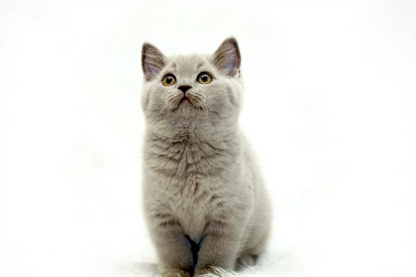 بچه گربه ناز خاکستری بریتانیایی