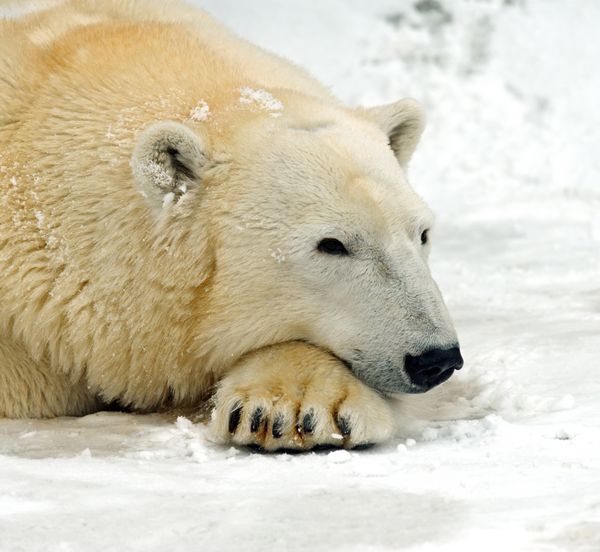 خرس قطبی در زمستان در شمال
