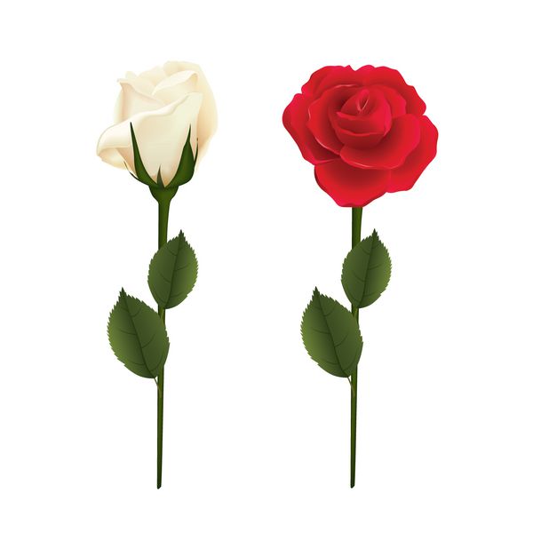 گل رز قرمز و سفید جدا شده در پس زمینه سفید