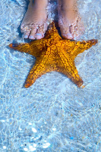 هنر پاهای زن زیبا و ستاره دریایی در ساحل دریا