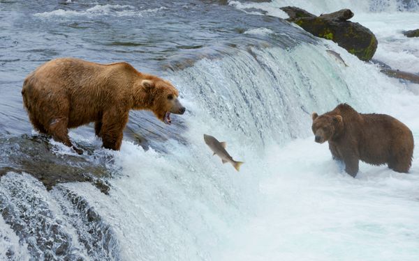 یک خرس گریزلی قهوه ای در حال شکار ماهی آزاد در رودخانه آلاسکا کاتمای