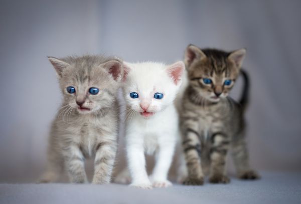گروه بچه گربه های کوچک