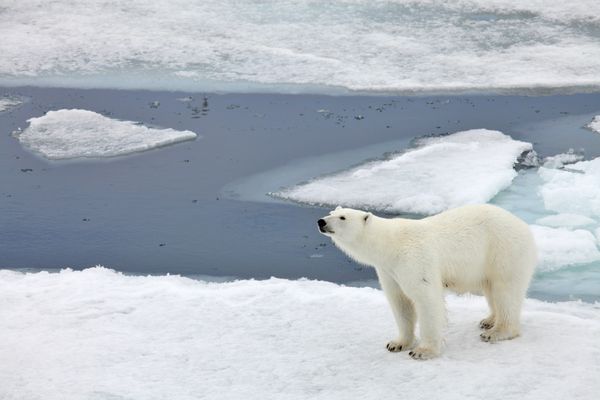 خانواده خرس قطبی در محیط طبیعی