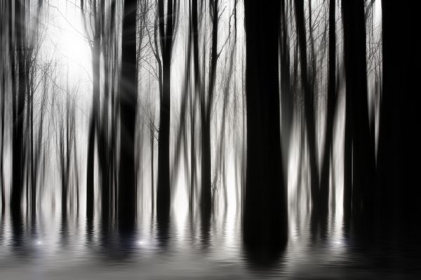 جنگل های شبح وار سیاه و سفید با سیل