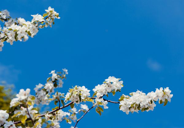 یک شاخه شکوفه از درخت سیب در بهار