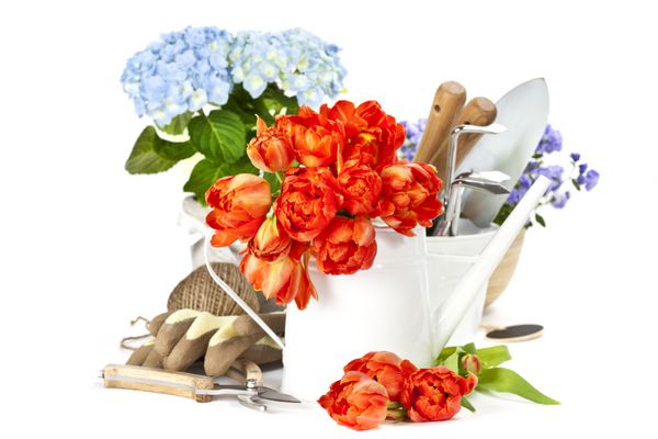 گل های تازه بهاری و ابزار باغبانی