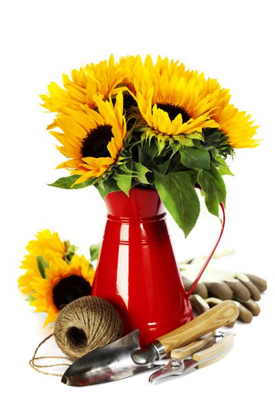 گل آفتابگردان در گلدان قرمز و ابزار باغبانی روی سفید