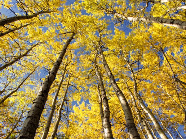 جنگل پاییزی با توس های زرد