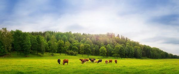 گاو در یک مزرعه