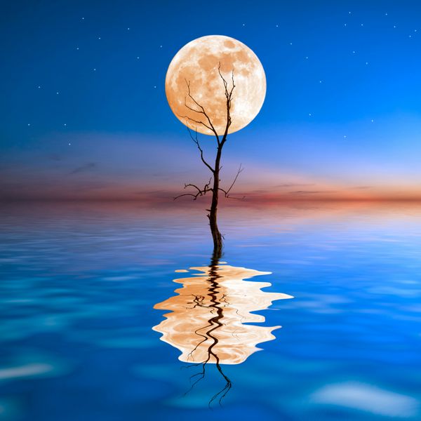 درخت خشک قدیمی در آب با ماه بزرگ در پس زمینه انعکاس در آب