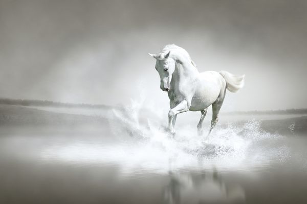 اسب سفیدی که در آب می دود