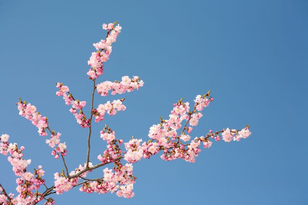 صورتی شکوفه شکوفه آسمان آبی فصل بهار زیبایی طبیعت