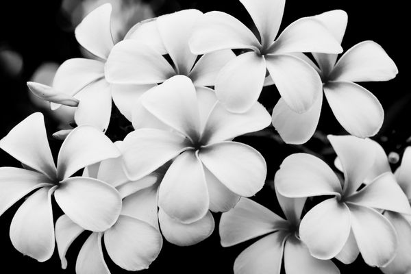 تصویر سیاه و سفید گل های پلومریا