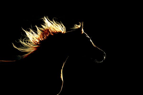 شبح اسب در پس زمینه تاریک