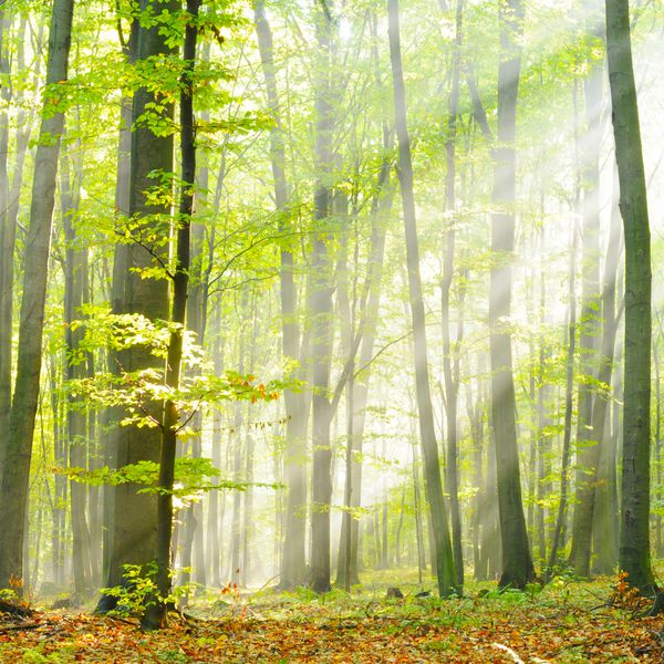 طلوع جادویی پاییز در جنگل های قدیمی راش لهستان
