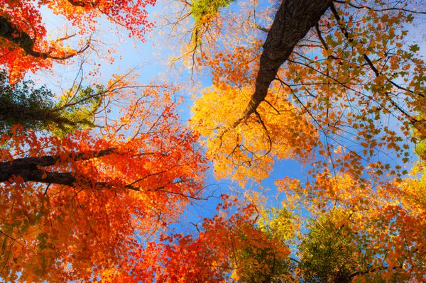 رنگ های پر جنب و جوش پاییزی در یک روز آفتابی در جنگل