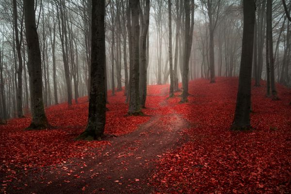 روز مه آلود به جنگل در طول پاییز