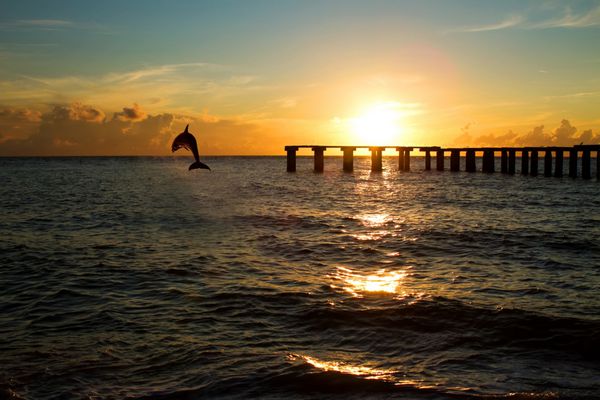 دلفین در حال پریدن از دریا در فلوریدا