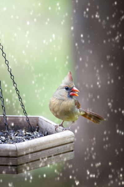 پرنده ماده زیبای کاردینال در حالی که برف در حال باریدن است دانه‌ها را در غذای چوبی می‌خورد