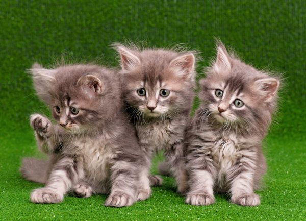 سه بچه گربه خاکستری روی چمن سبز مصنوعی