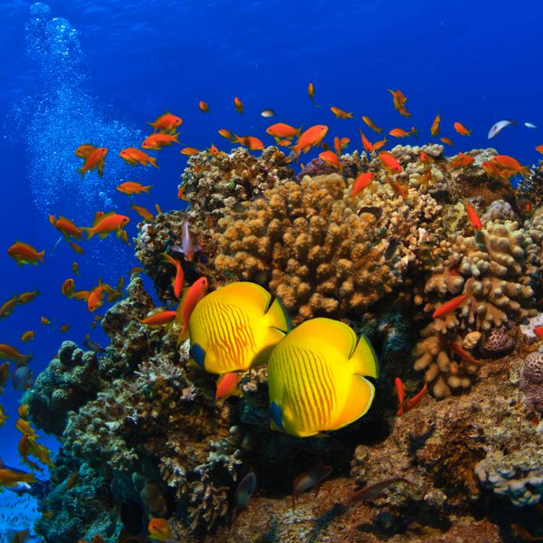 الگوی استوایی زیر آب صخره مرجانی زیبا پر از ماهی های رنگی مختلف