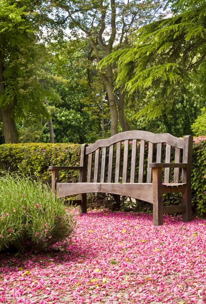نیمکت پارک احاطه شده با شکوفه صورتی