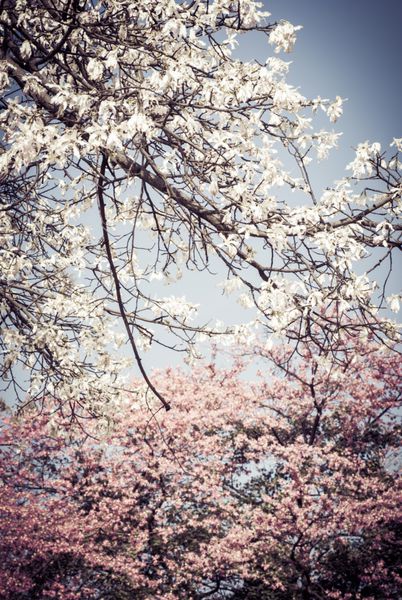 گلهای درخت نخ ابریشم ceiba insignis chorisia speciosa