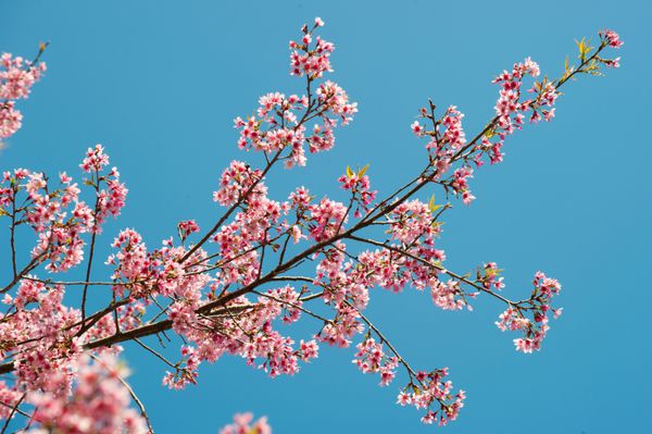 شکوفه دادن گیلاس هیمالیا وحشی