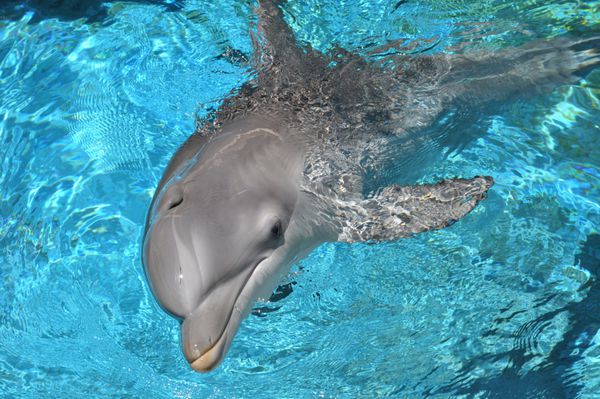 دلفین در حال شنا در آب به دوربین نگاه می کند