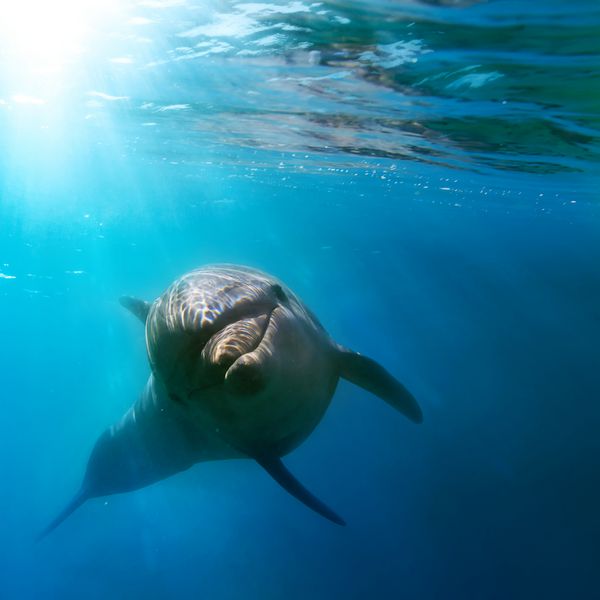 حیات دریایی استوایی با شنای دلفین وحشی در زیر آب موج‌سواری دریا را بین تابش خورشید می‌بندد