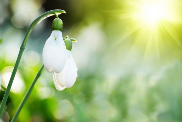 گل برفی - گل سفید بهاری با خورشید درخشان