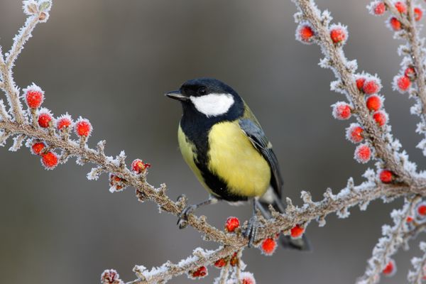 tit parus major روی توت ها در یخبندان سرزمین های میانی زمستان