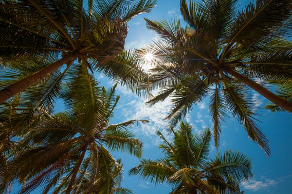 درختان نخل در سواحل استوایی در سریلانکا
