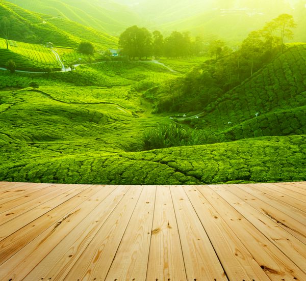 مزارع چای در ارتفاعات کامرون مالزی چشم انداز کف چوبی طلوع آفتاب در صبح زود همراه با مه