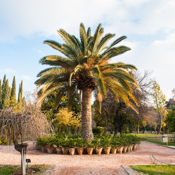 درخت خرما در باغ ارم باغ ایرانی تاریخی شیراز ایران میراث جهانی یونسکو