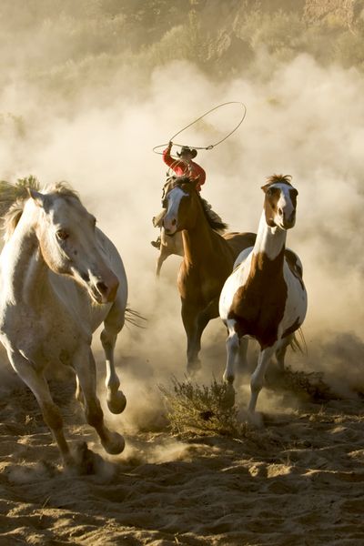 یک گاوچران در حال تاختن و طناب زدن اسب های وحشی در صحرا