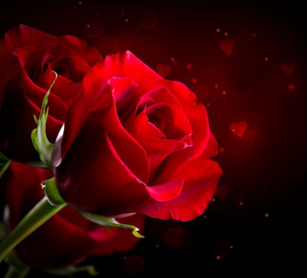 گل رز قرمز جدا شده در پس زمینه سیاه نمای نزدیک قرمز تیره زیبا نماد عشق طراحی حاشیه کارت با sp برای متن شما خیابان روز