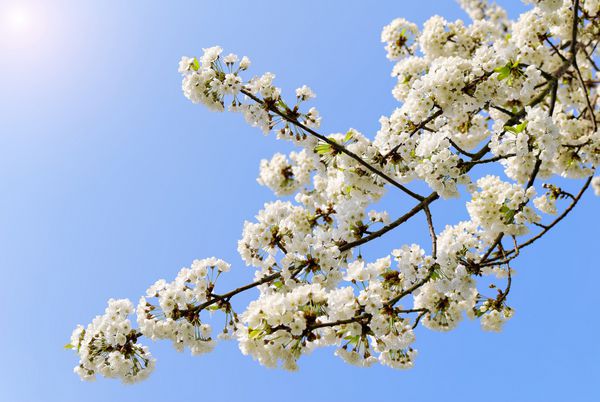 سفید با گل های درخت گیلاس در یک روز بهاری شکوفه می دهد
