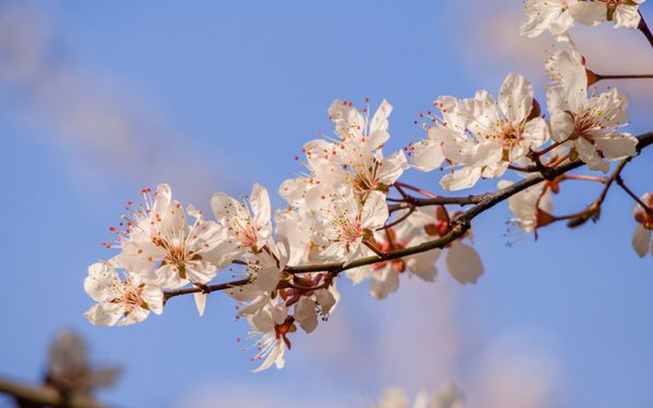 سری گل های بهاری شکوفه های زیبای گیلاس گل ساکورا