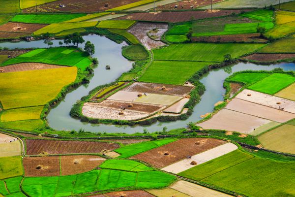 مزرعه برنج در زمان برداشت در دره bac son lang son ویتنام