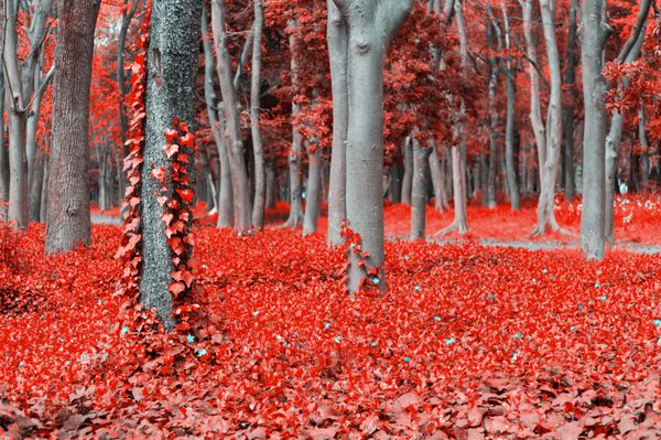 صحنه فانتزی جنگل قرمز با درختان و پیچک