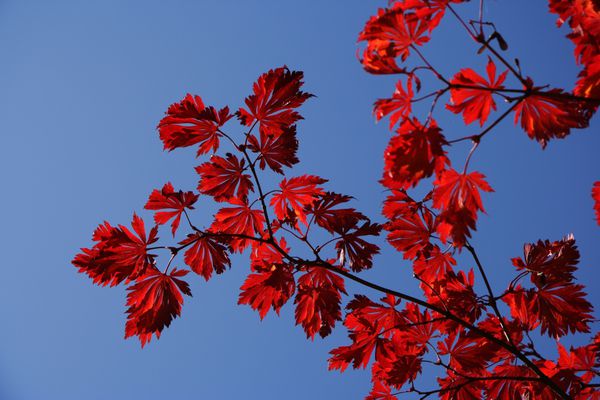 برگ های قرمز و آسمان آبی