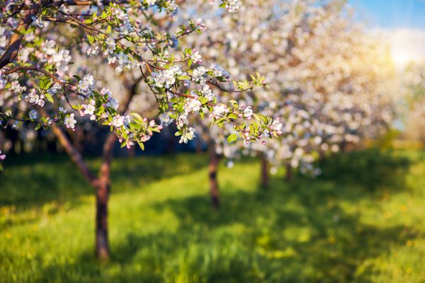 شکوفه دادن باغ سیب در بهار اوکراین اروپا دنیای زیبایی