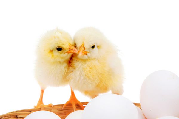 حیوان مرغ کوچک زنده روی تخم‌مرغ‌های سفید داخل سبد شیطانی جدا شده در پس‌زمینه سفید