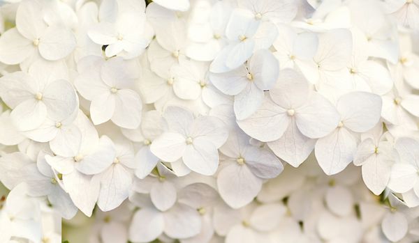 پس زمینه زیبای گل هیدرنجی در رنگ های سفید