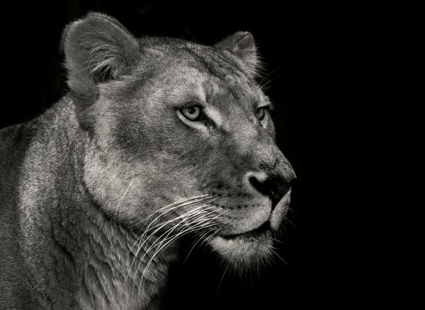پرتره یک شیر آفریقایی ماده روی سر سیاه پس زمینه فقط به صورت تک رنگ سیاه و سفید